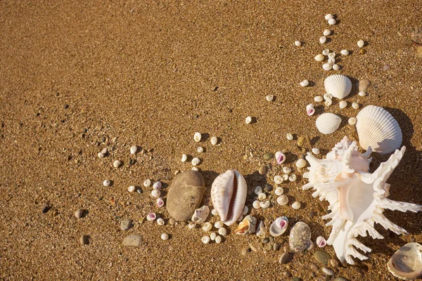 Deniz Kabuğu Kabuk Kum Plaj Üzerinde — Stok fotoğraf
