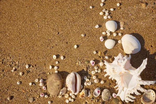 Αχιβάδες Στην Παραλία Στην Άμμο — Φωτογραφία Αρχείου