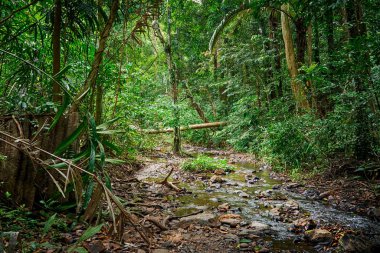 güzel orman arka plan doğa manzara    