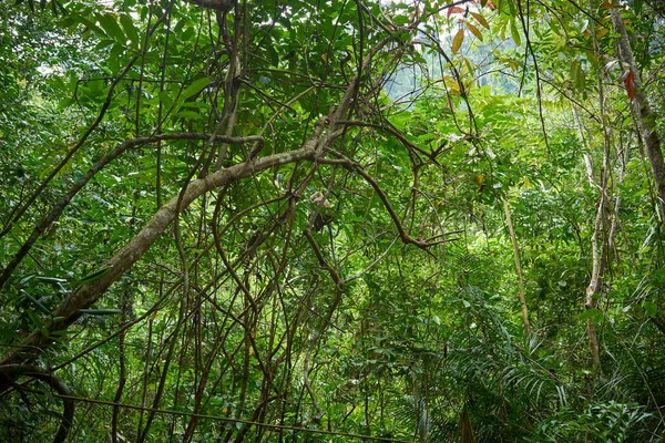 Bonito Floresta Fundo Natureza Paisagem — Fotografia de Stock