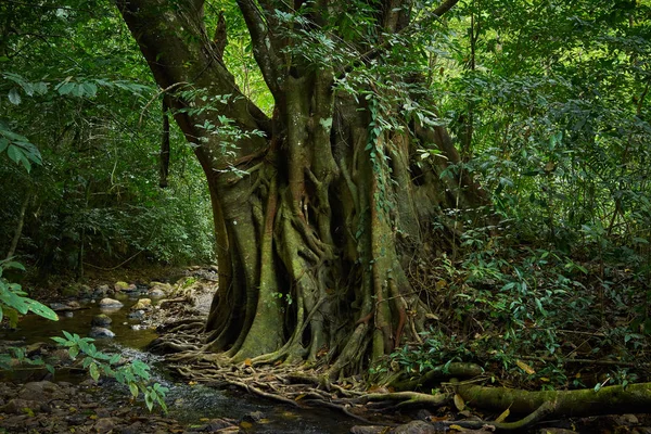 Bonito Floresta Fundo Natureza Paisagem — Fotografia de Stock