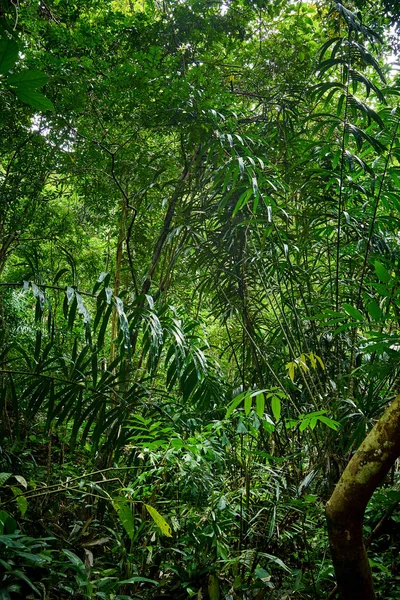 Bonito Floresta Fundo Natureza Paisagem — Fotografia de Stock