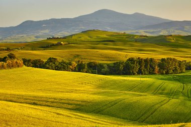 Beautiful view of green fields and meadows at sunset in Tuscany