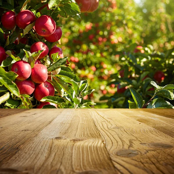 Autumn apple orchard background — Stock Photo, Image