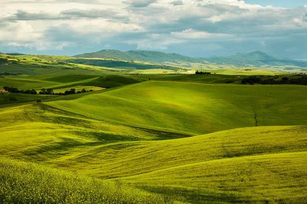 Verdi colline toscane — Foto Stock