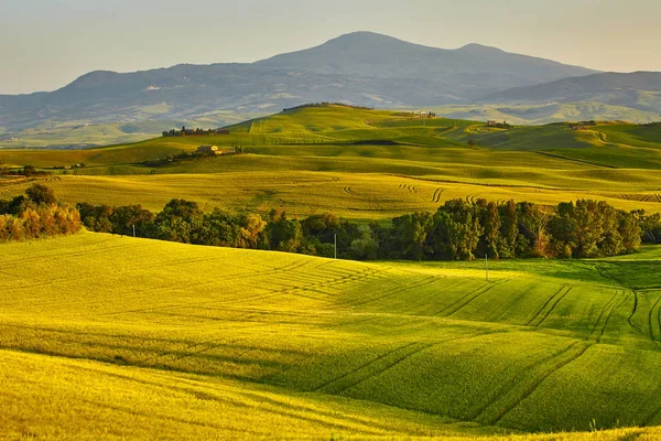 Hermosa vista de campos verdes y prados al atardecer en Toscana —  Fotos de Stock