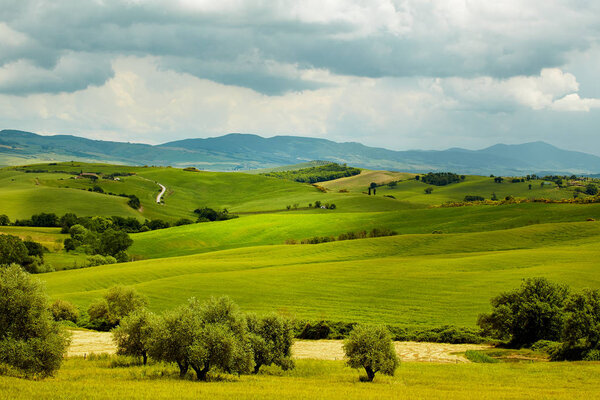 Green Tuscany hills