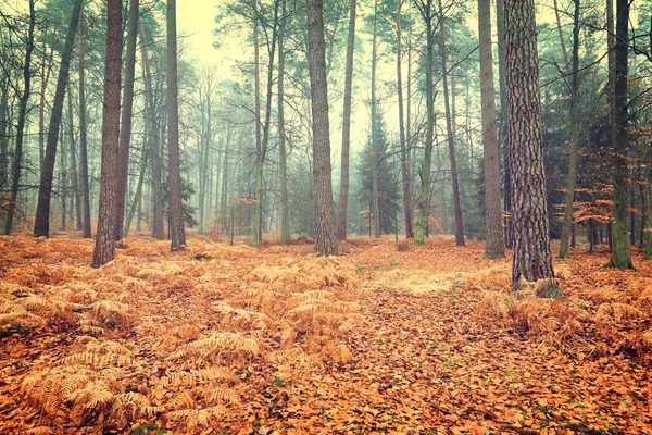 Vintage photo of autumn forest — Stock Photo, Image