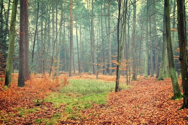 Vinobraní fotografie z podzimního lesa — Stock fotografie