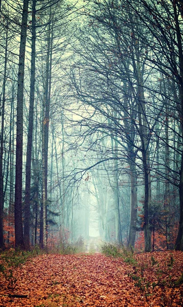 Az őszi erdő Vintage photo — Stock Fotó