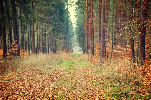 Az őszi erdő Vintage photo — Stock Fotó