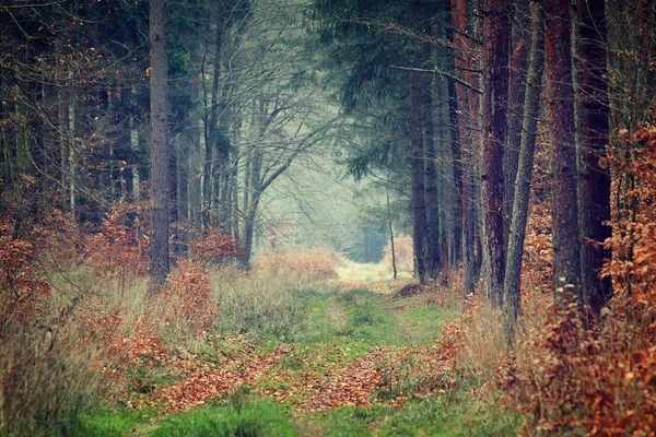 Foto vintage del bosque de otoño — Foto de Stock