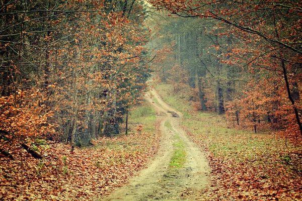 Foto vintage del bosque de otoño — Foto de Stock