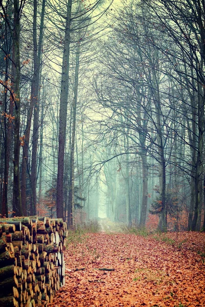 Foto vintage della foresta autunnale — Foto Stock