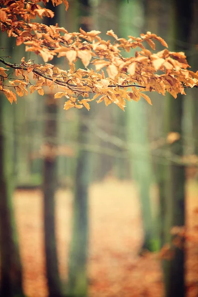 Foto vintage del bosque de otoño —  Fotos de Stock
