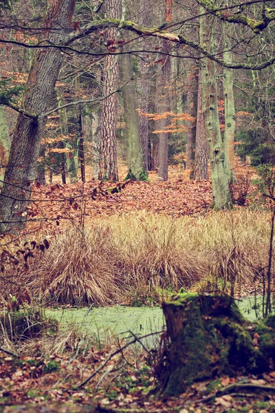 Vintage foto van herfst bos — Stockfoto