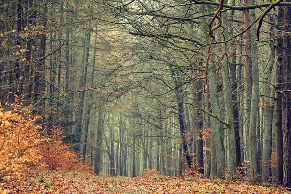 가 숲의 빈티지 사진 — 스톡 사진