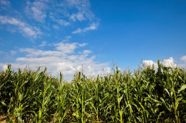 Mısır tarlası ve gökyüzü güzel bulutlar / Mısır tarlası