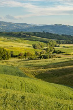 Tuscany - manzara panorama, tepeler ve çayır, Toscana - İtalya