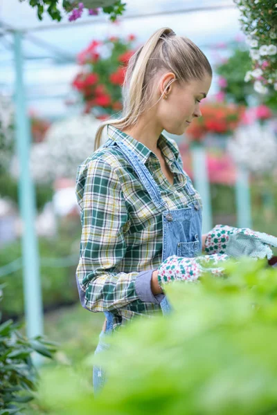 Glückliche Gärtnerin wählt Blumentopf mit Anthurien in gar — Stockfoto