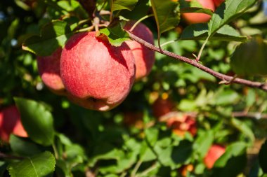 Meyve Bahçesinde Olgun Elmalar resmi hasat için hazır,Sabah