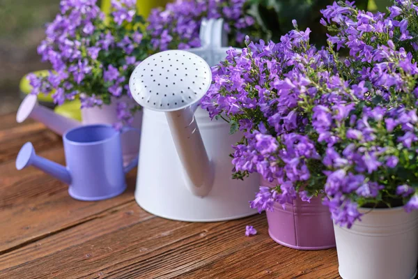 Jardinage - Ensemble d'outils pour jardinier et pots de fleurs en Ga ensoleillé — Photo