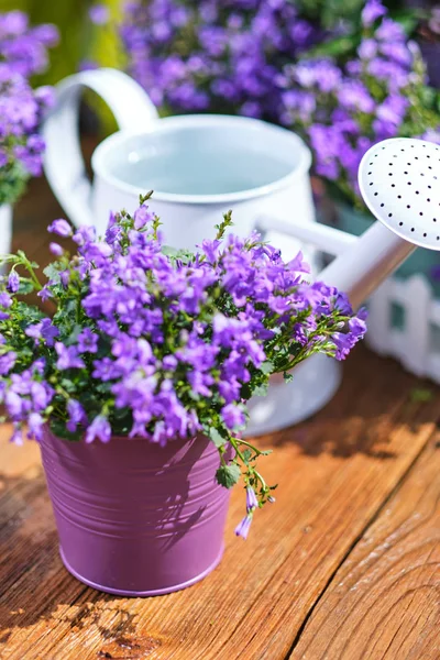 Jardinage - Ensemble d'outils pour jardinier et pots de fleurs en Ga ensoleillé — Photo