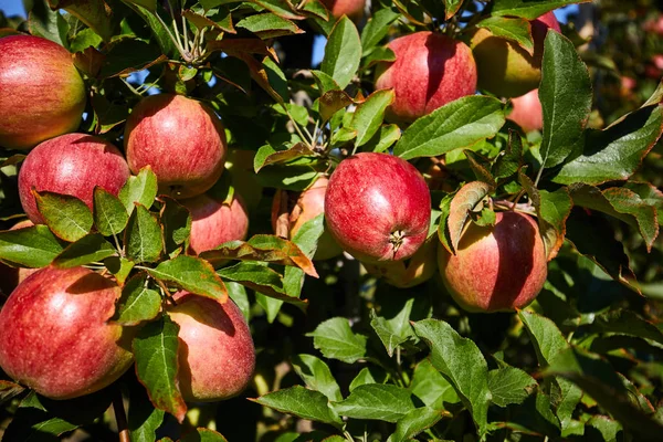 収穫の準備ができて果樹園の熟したリンゴの写真、朝 — ストック写真
