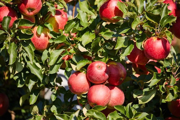 Фотография спелых яблок в саду, готовых к уборке, утро — стоковое фото