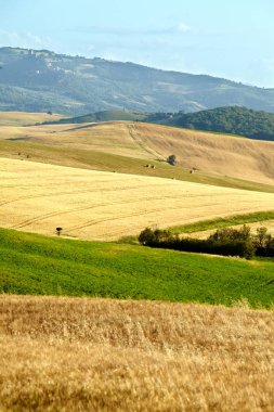 Görünümü tipik Toskana peyzaj 