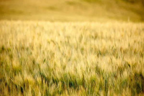 Espigas maduras del campo de trigo en el fondo —  Fotos de Stock