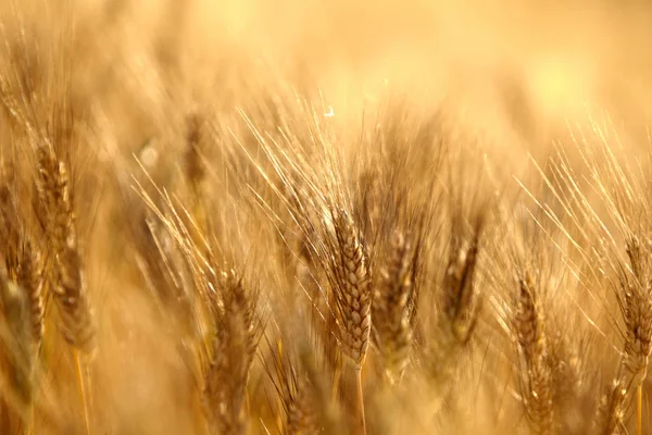Amadurecendo espigas de campo de trigo no fundo — Fotografia de Stock