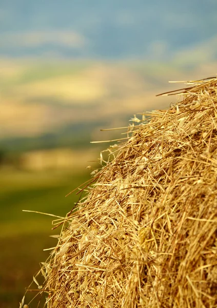 Campo de trigo cortado, grandes fardos redondos de heno, campo de maíz en el —  Fotos de Stock