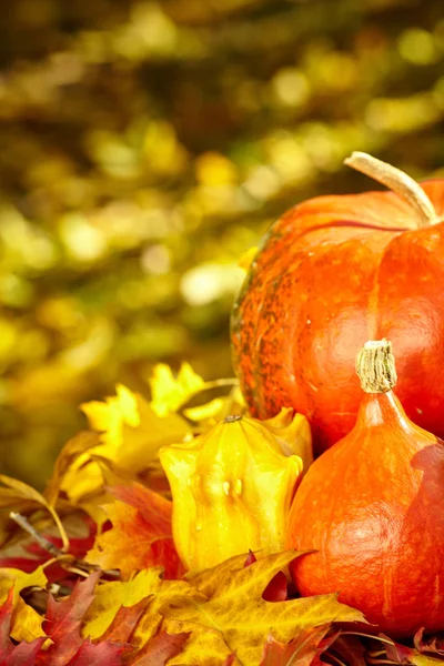 Autumn season decoration with pumpkin and foliage maple leaves — Stock Photo, Image