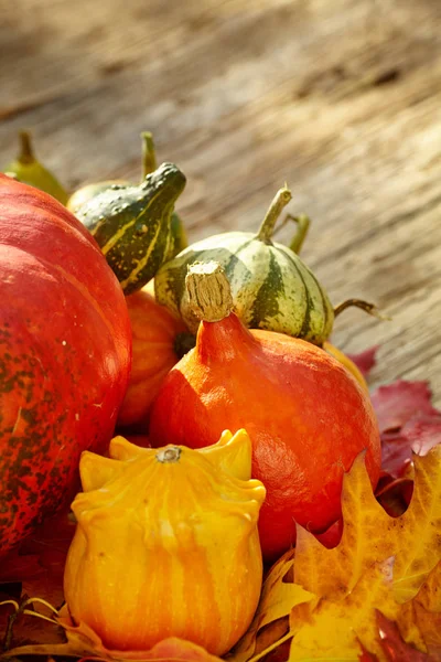 Autumn season decoration with pumpkin and foliage maple leaves — Stock Photo, Image