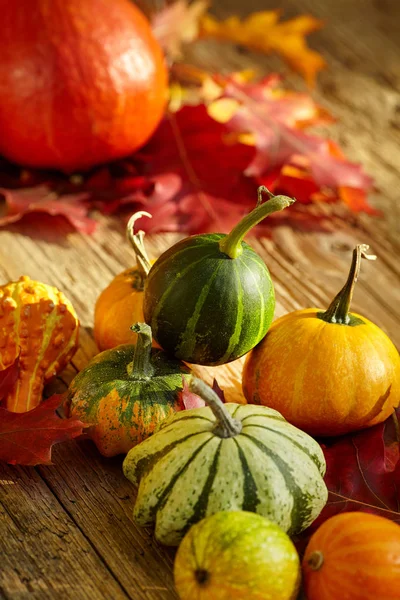 Jesienny sezon dekoracji z dyni i liści klonu — Zdjęcie stockowe
