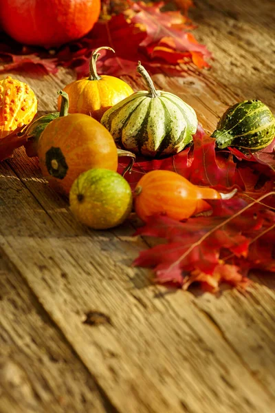 호박 과 단풍나무 잎으로 장식된 가을철 장식 — 스톡 사진