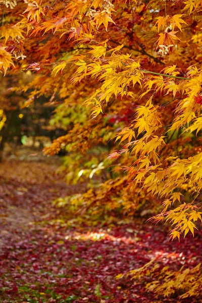 Buntes Laub Herbstpark — Stockfoto