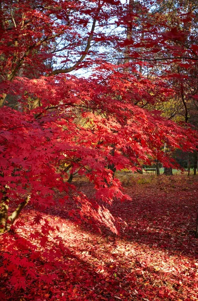 Colorful Foliage Autumn Park — Stock Photo, Image