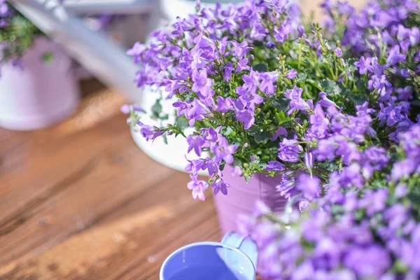 Gartengeräte Dose Und Blumen Auf Der Terrasse Garten — Stockfoto