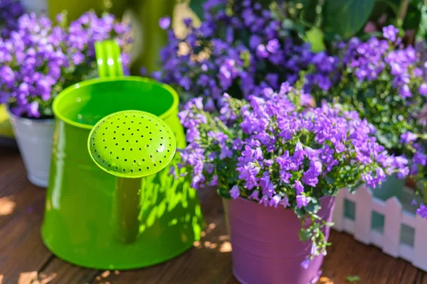 Tuingereedschap Blik Bloemen Het Terras Tuin — Stockfoto