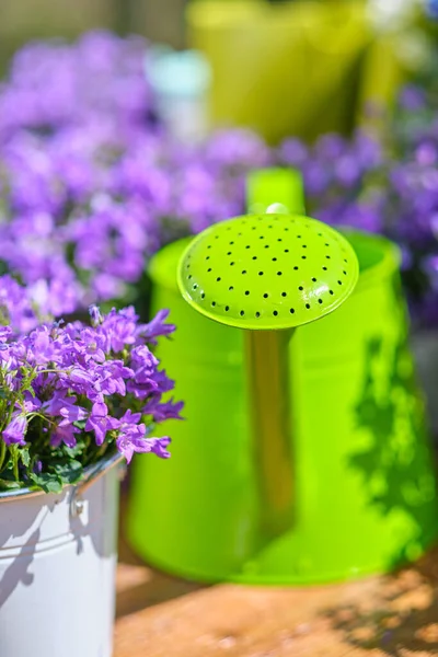 Tuingereedschap Blik Bloemen Het Terras Tuin — Stockfoto