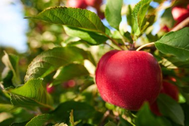 Elma bahçesindeki bir ağaç dalından sarkan parlak lezzetli elmalar