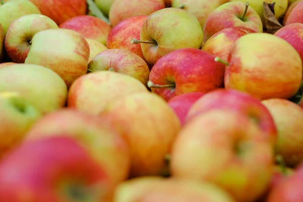 新鮮な赤と黄色のリンゴのクローズアップショット — ストック写真