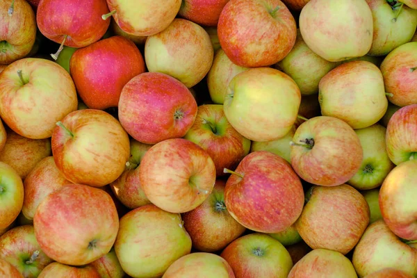 新鮮な赤と黄色のリンゴのクローズアップショット — ストック写真