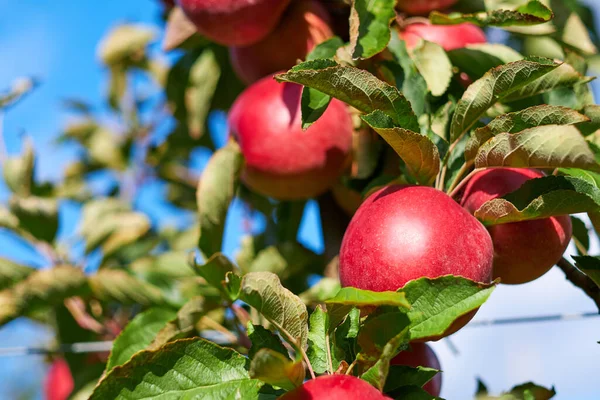 Brillanti Deliziose Mele Appese Ramo Albero Frutteto Mele — Foto Stock