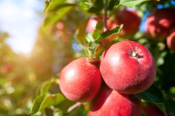 Brillanti Deliziose Mele Appese Ramo Albero Frutteto Mele — Foto Stock