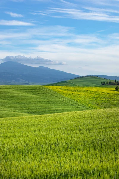 トスカーナの春 春に丘陵地帯 田園風景 緑の畑や農地 イタリア ヨーロッパ — ストック写真