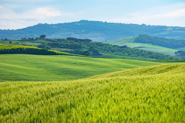 托斯卡纳春天 翻滚的山丘在春天 乡村风景 绿地和农田 意大利 — 图库照片