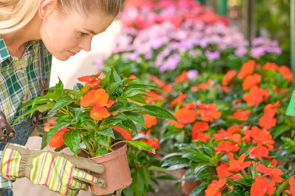 Mooie Gelukkige Jonge Vrouw Tuinier Kiezen Bloempot Met Anthuriums Het — Stockfoto